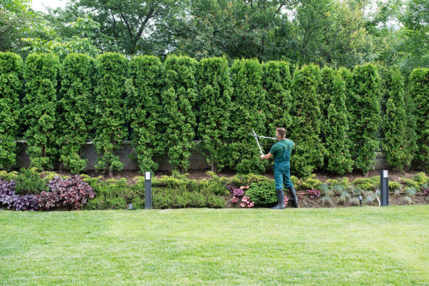 Best Lawn Disease Treatment  in Centerville, GA