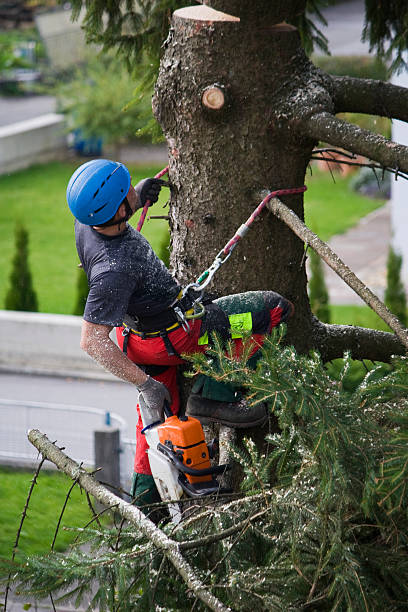 Organic Lawn Care Solutions in Centerville, GA