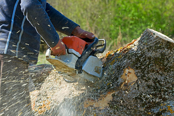Reliable Centerville, GA Tree Removal Solutions